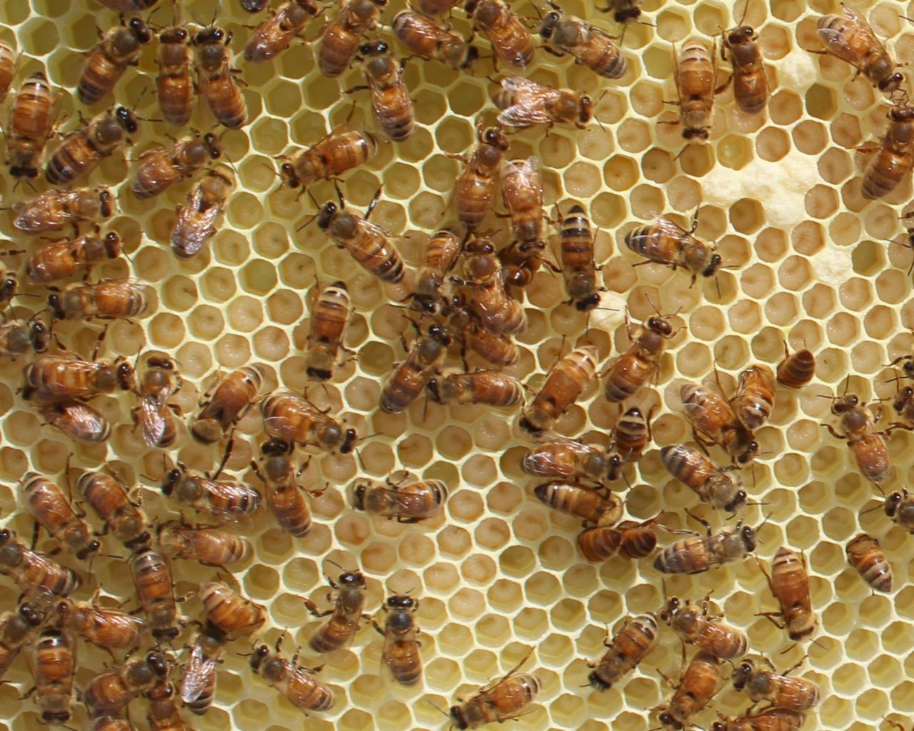 These larva should be capped soon.