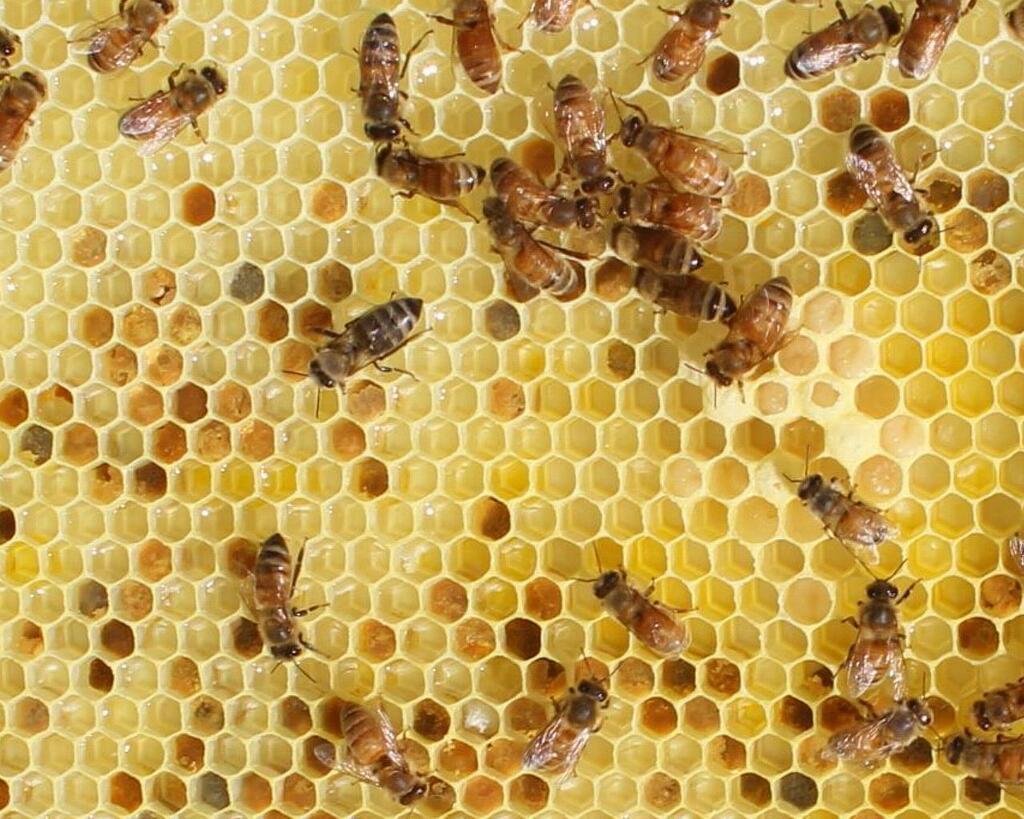 Brood capping just starting to happen on the right side, surrounded by more larve.