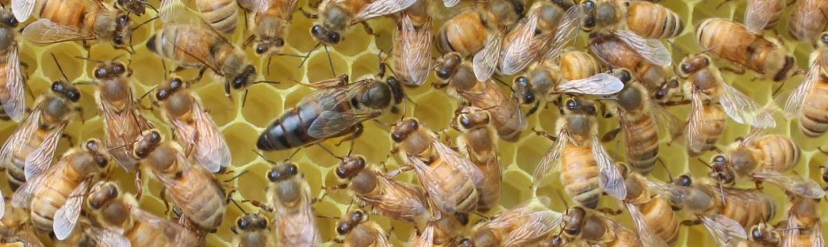 Walberg Heights Apiary Tales