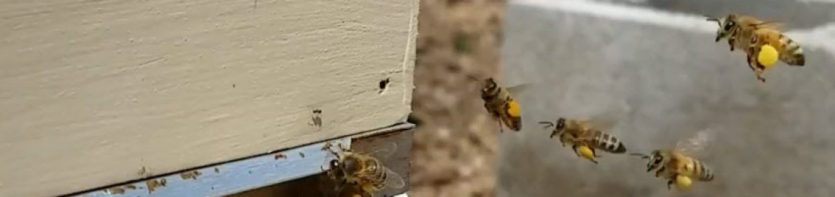 Walberg Heights Apiary Tales