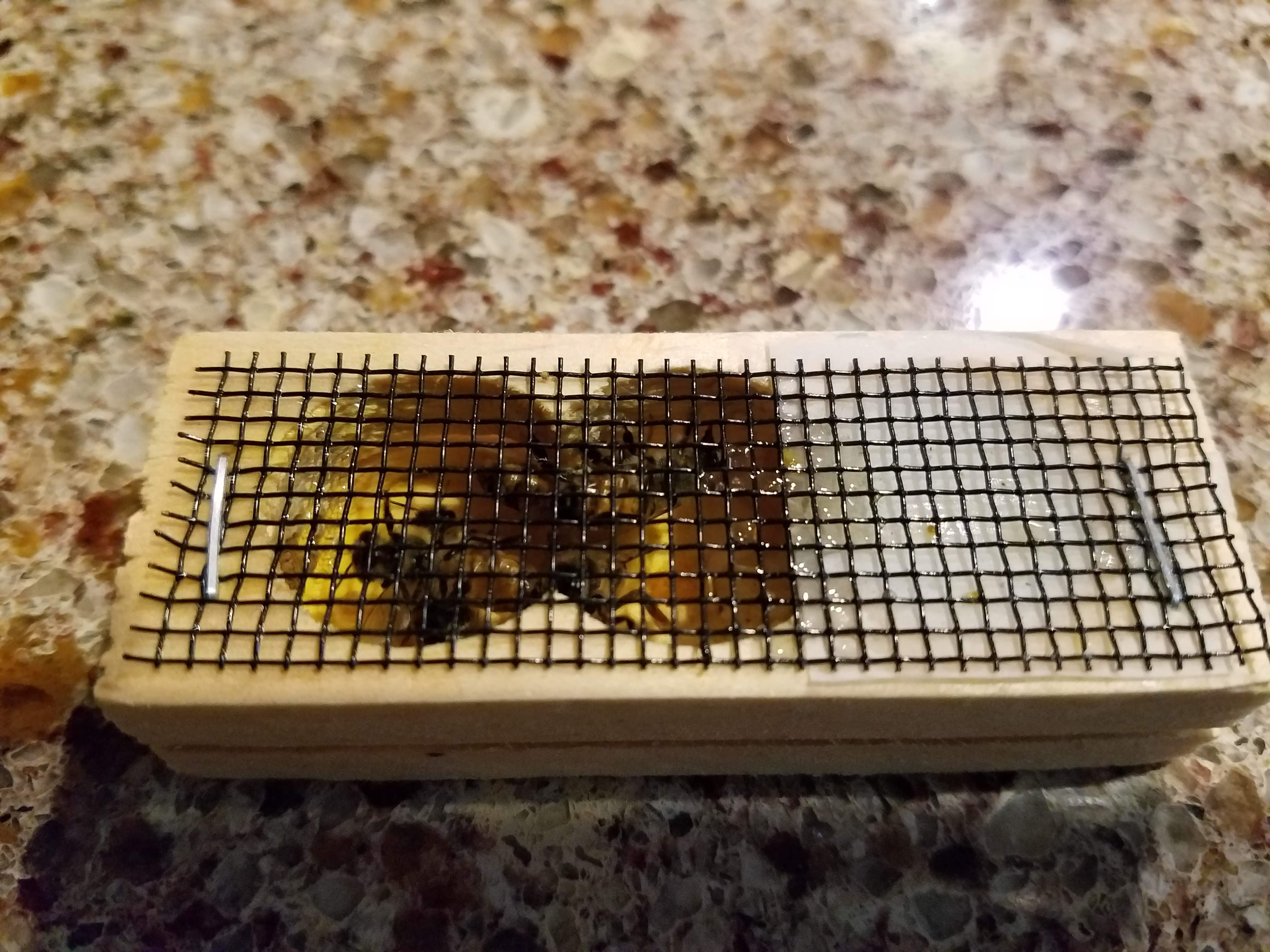bee hive split