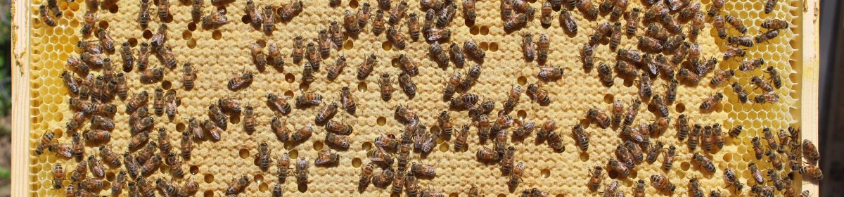 Walberg Heights Apiary Tales