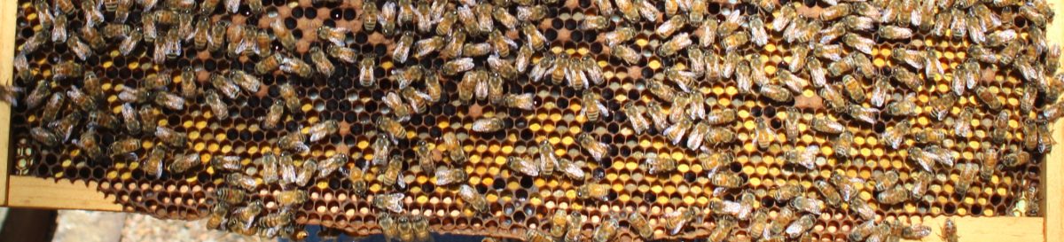 Walberg Heights Apiary Tales