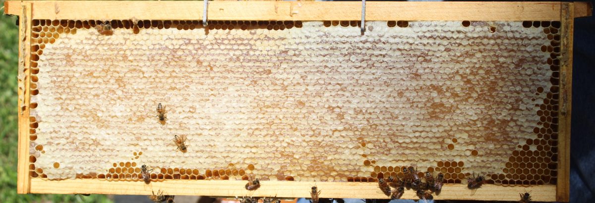 Walberg Heights Apiary Tales