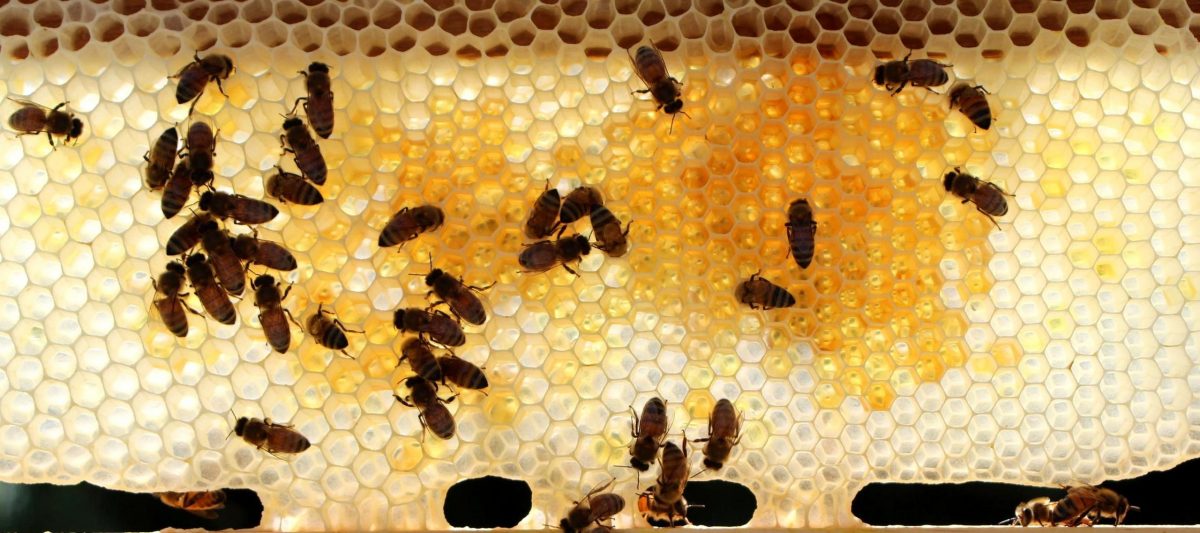 Walberg Heights Apiary Tales